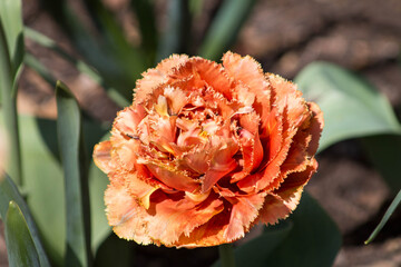 orange flower in the garden