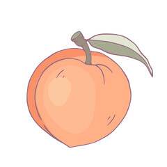 Ripe juicy peach fruit. Vector graphics.