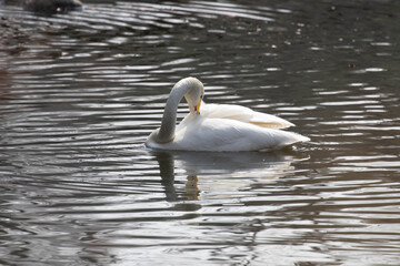 Close up Whooper Swan Floating in the Lake