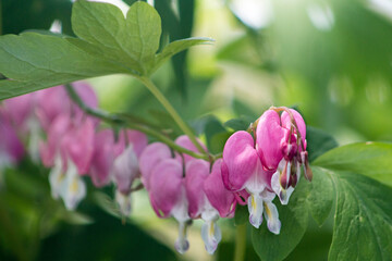 Bleeding Heart Flower