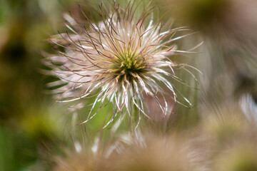 dandelion head