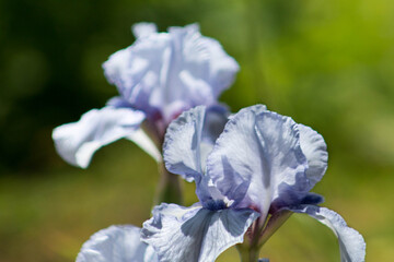 blue iris flower