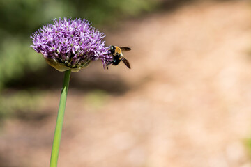 bumblebee on thistle