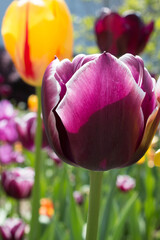 purple tulips in the garden