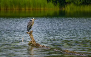 Heron perching on tree trunk submerged in lake, green reeds in background