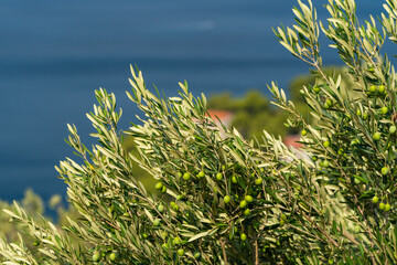 Olive trees. Olive grove full of olives