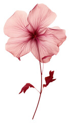 Fototapeta premium PNG Real Pressed a hibiscus flower petal plant.