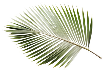 Obraz premium PNG Real Pressed a palm leaves plant leaf tree.