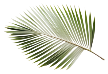 PNG Real Pressed a palm leaves plant leaf tree.