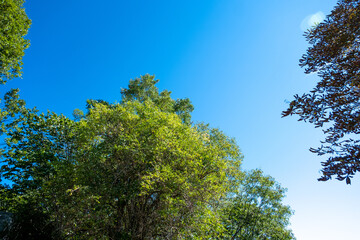 green trees against blue sky in late summer in Southern French Alps