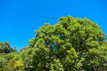 green trees against blue sky in late summer in Southern French Alps