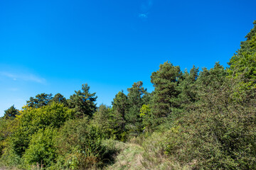 green trees against blue sky in late summer in Southern French Alps