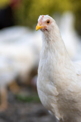 White chickens in a fence blurred background