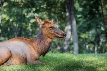Elk in St. Louis County Lone Elk park