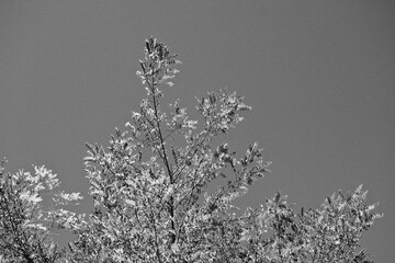 trees against sky in late summer in Southern French Alps in black and white