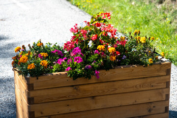 Fototapeta premium flowers in wooden flower bed in small Southern French Alps village