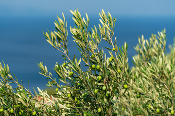 Olive trees. Olive grove full of olives