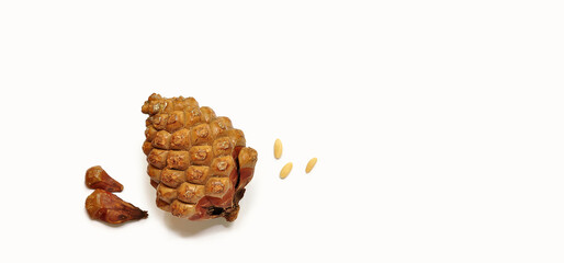 Pinyon pine cone, cedar cone. Pine nuts, seeds. Nutritious food. The process of shelling the seeds....