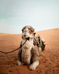 Close-up of a camel resting peacefully in the vast expanse of the Sahara Desert in Morocco. The...