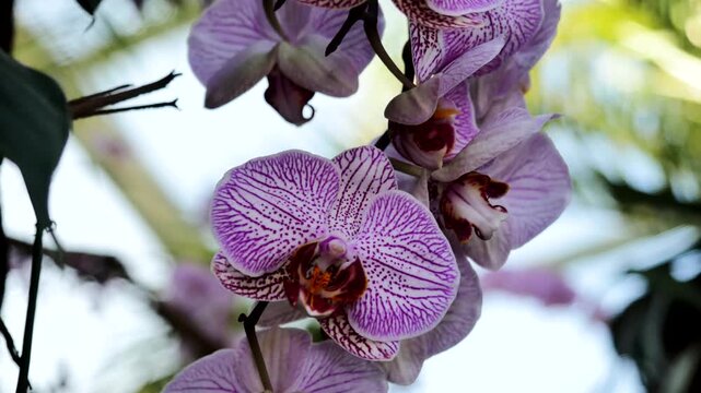 Blooming Orchids in a Tropical Garden Displaying Vibrant Colors and Unique Patterns