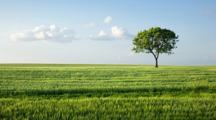 Obraz premium A lone tree stands in a field of green grass. The sky is clear and blue, and the sun is shining brightly. The scene is peaceful and serene, with the tree providing a sense of calm and tranquility