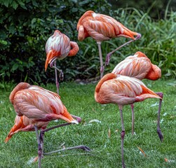 Confusing sleeping position for flamingos