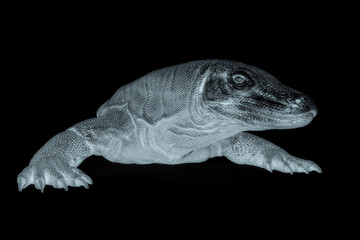 komodo dragon is resting in white background