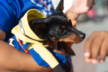 Dogs are seen dressed up during a walk at the Barra lighthouse in the city of Salvador, Bahia.