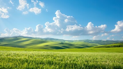 Fototapeta premium A large, open field with a bright blue sky and fluffy clouds. The sky is clear and the sun is shining, creating a peaceful and serene atmosphere