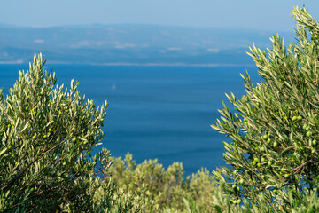 Olive trees. Olive grove full of olives