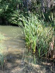 rush in little lake in the Southern French Alps late summer