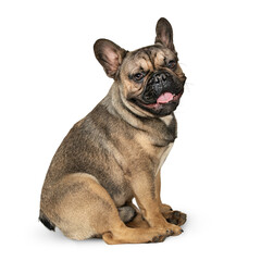 Obraz premium French bulldog dog sitting isolated on white background. A cute young brown dog with a contented face looks at the camera.