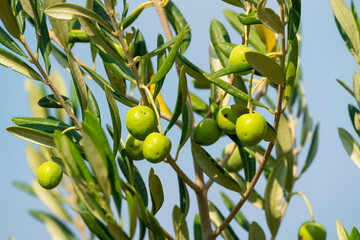 Olive trees. Olive grove full of olives