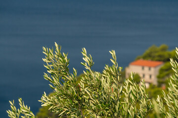 Olive trees. Olive grove full of olives