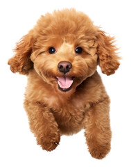 PNG Happy Poodle dog.