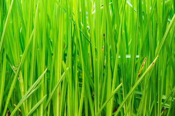 natural green grass background texture for outdoor themes