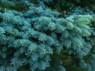 detailed view of evergreen tree needles