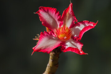 Fototapeta premium Impala lily Adenium multiflorum B6423
