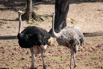 casal de avestruzes