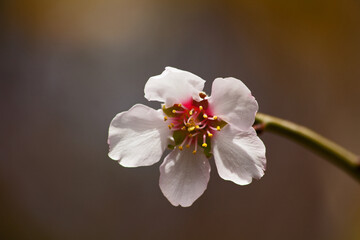 Almond Blossom 6497
