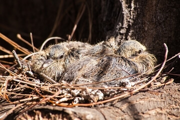 Baby Doves in Nest