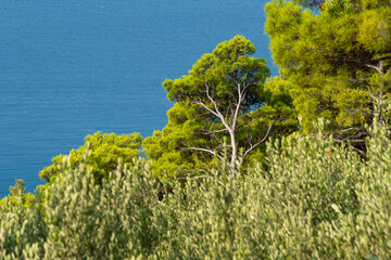 Olive trees. Olive grove full of olives
