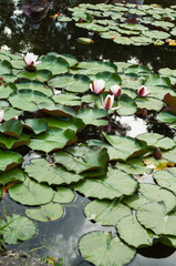 A tranquil pond features blooming water lilies with pink and white flowers among green lily pads. Calm water and reflections create serene and beautiful natural environment, ideal for relaxation.