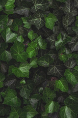 Close-up of lush green ivy leaves, forming a dense and vibrant ground cover. The detailed leaf texture and rich greenery highlight the natural beauty and tranquility of this outdoor plant.
