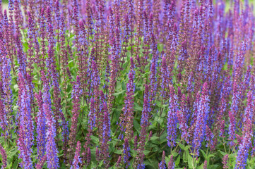 A field of purple salvia flowers in full bloom, surrounded by lush green leaves. This serene garden scene captures the essence of summer, with its vibrant colors and natural tranquility.