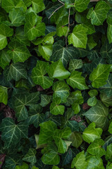 Dense foliage of ivy leaves, with their vibrant green color and intricate leaf patterns. This natural ground cover creates a lush and serene environment, perfect for a garden or woodland setting.