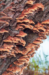 A variety of fungi growing on the rough bark of a tree, capturing the intricate and rustic beauty of forest life and natural growth patterns.