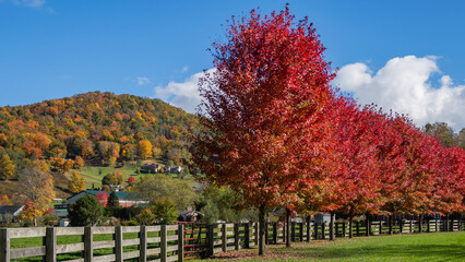 autumn landscape with trees