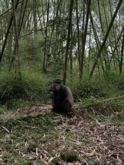 golden monkey in forest
