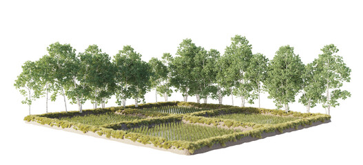 large rice field isolated, rice paddy with line of eucalyptus tree © Poprock3d